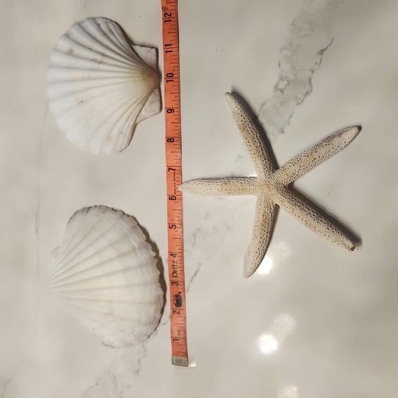 Hawaiian Driftwood, Shells and Seaglass Coastal Beach Craft Items - Picture 11 of 12